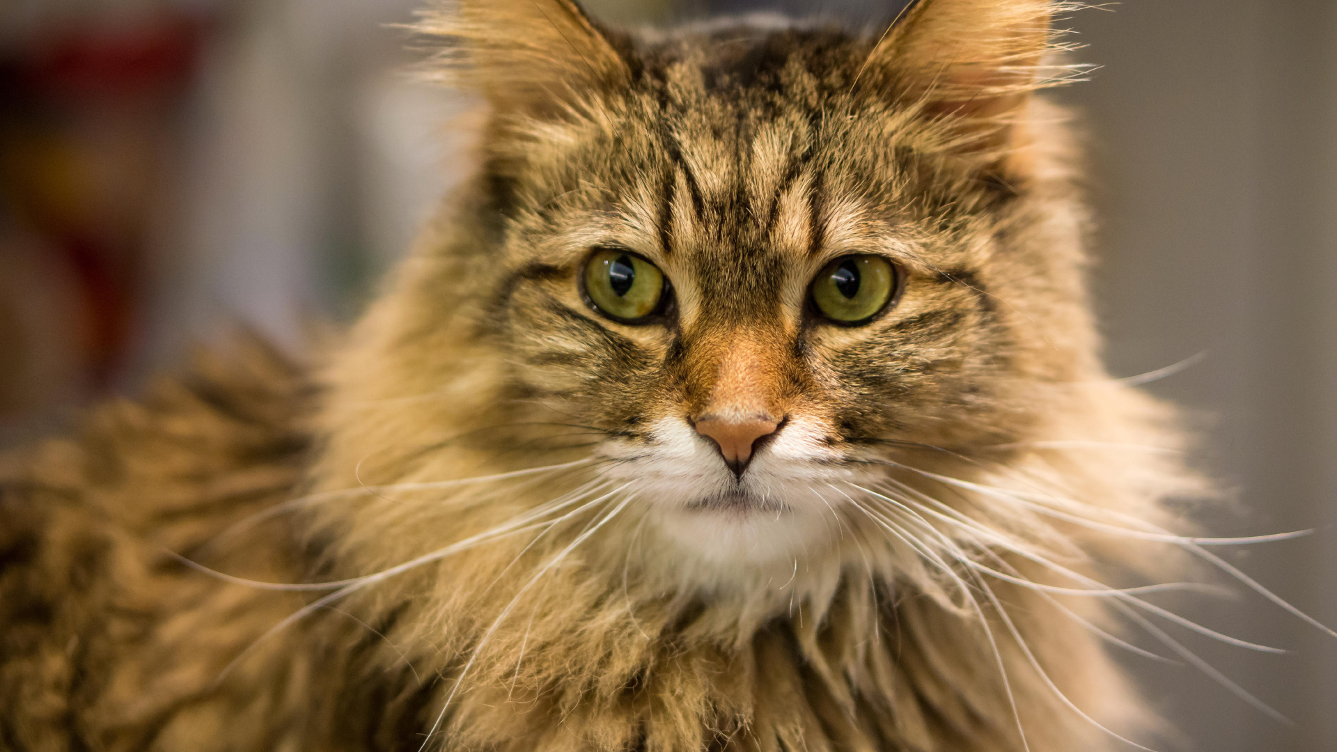 Brown and White Long Fur Cat. Wallpaper in 1920x1080 Resolution