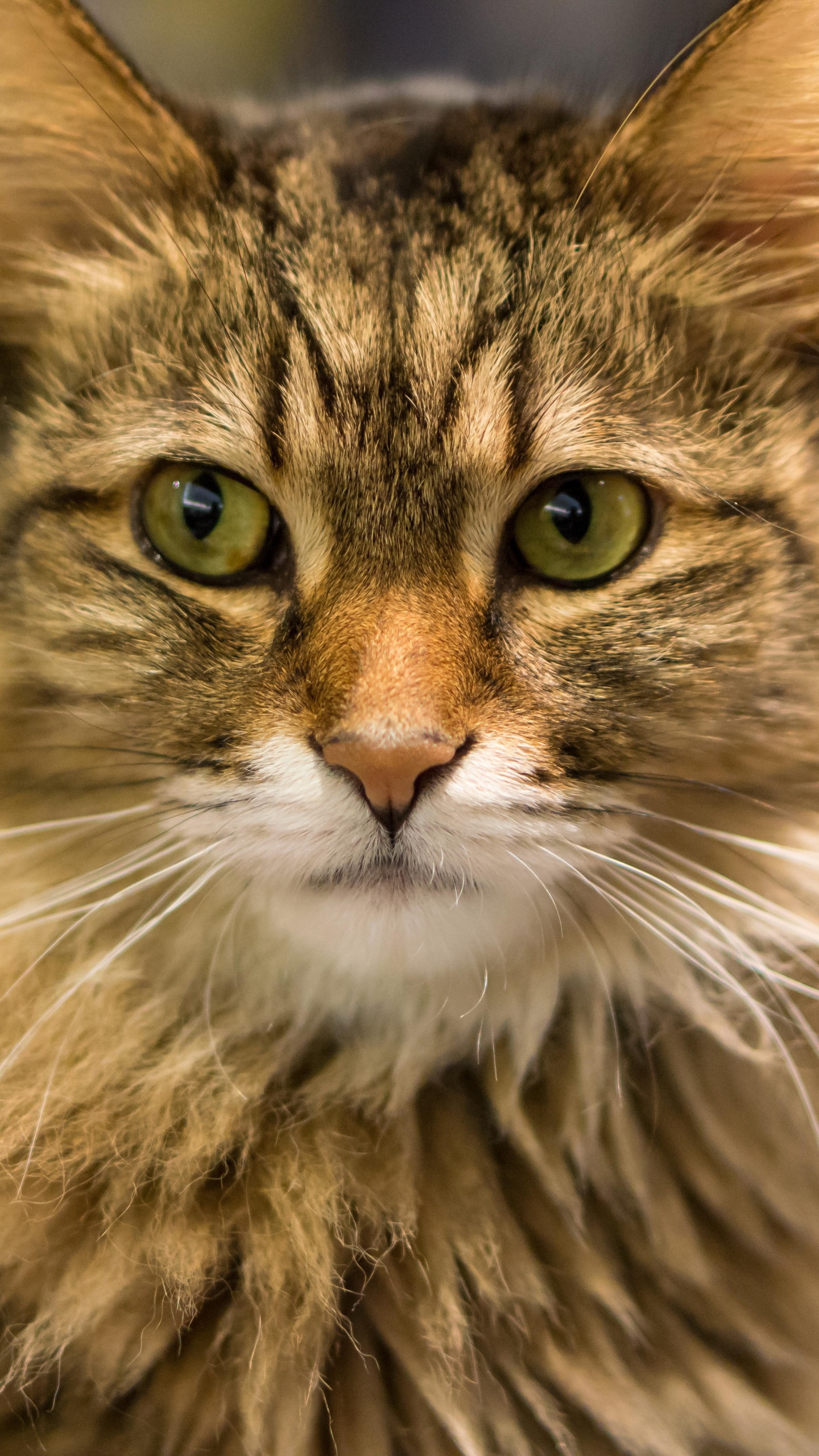 Braune Und Weiße Langfellkatze. Wallpaper in 1440x2560 Resolution