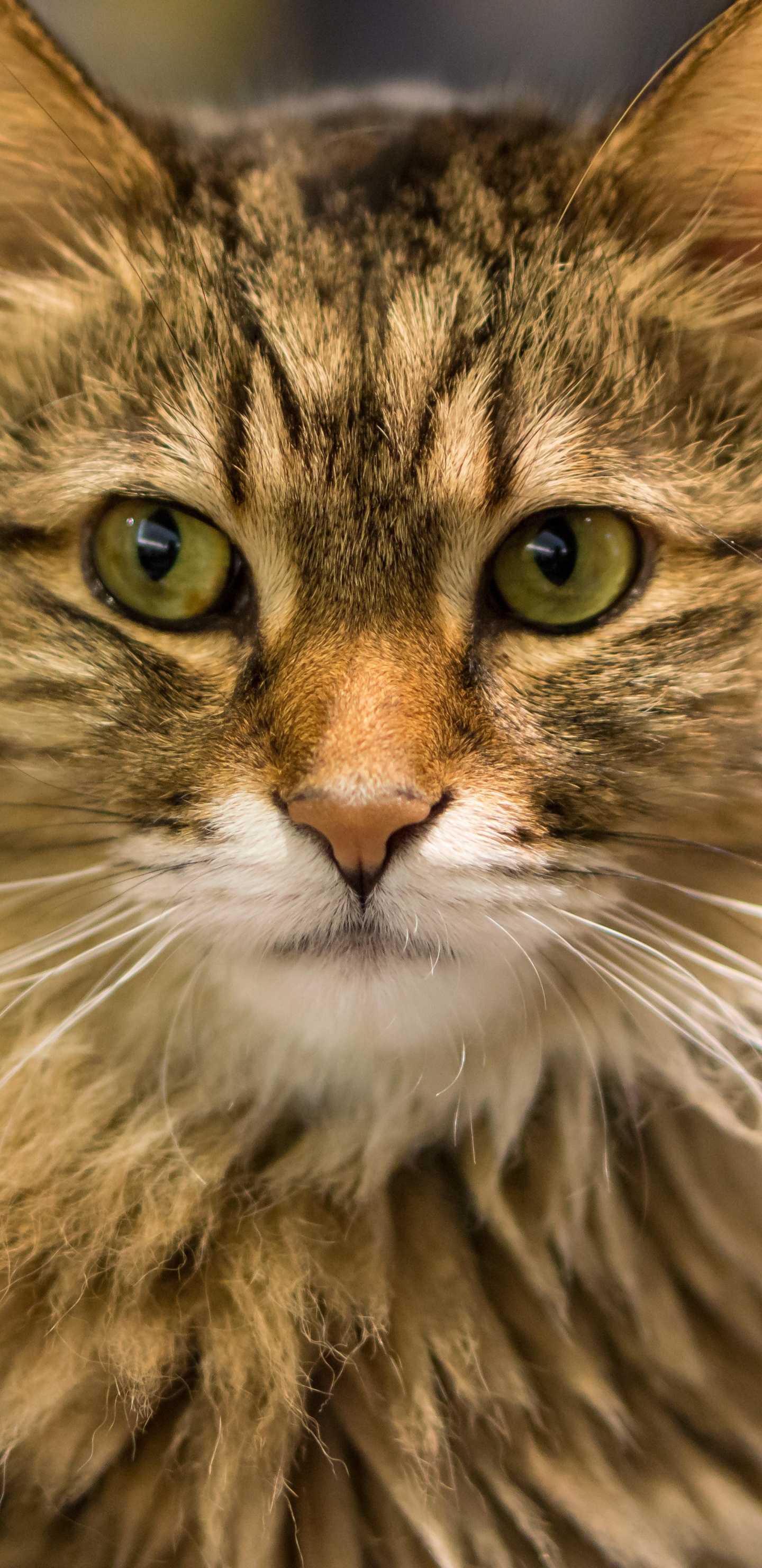 Gato de Pelo Largo Marrón y Blanco. Wallpaper in 1440x2960 Resolution