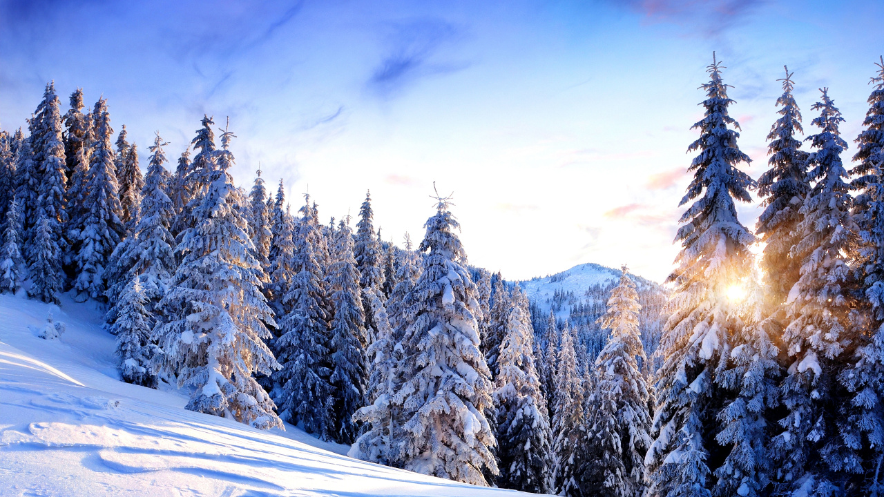 Schneebedeckte Kiefern Und Berge Tagsüber. Wallpaper in 1280x720 Resolution
