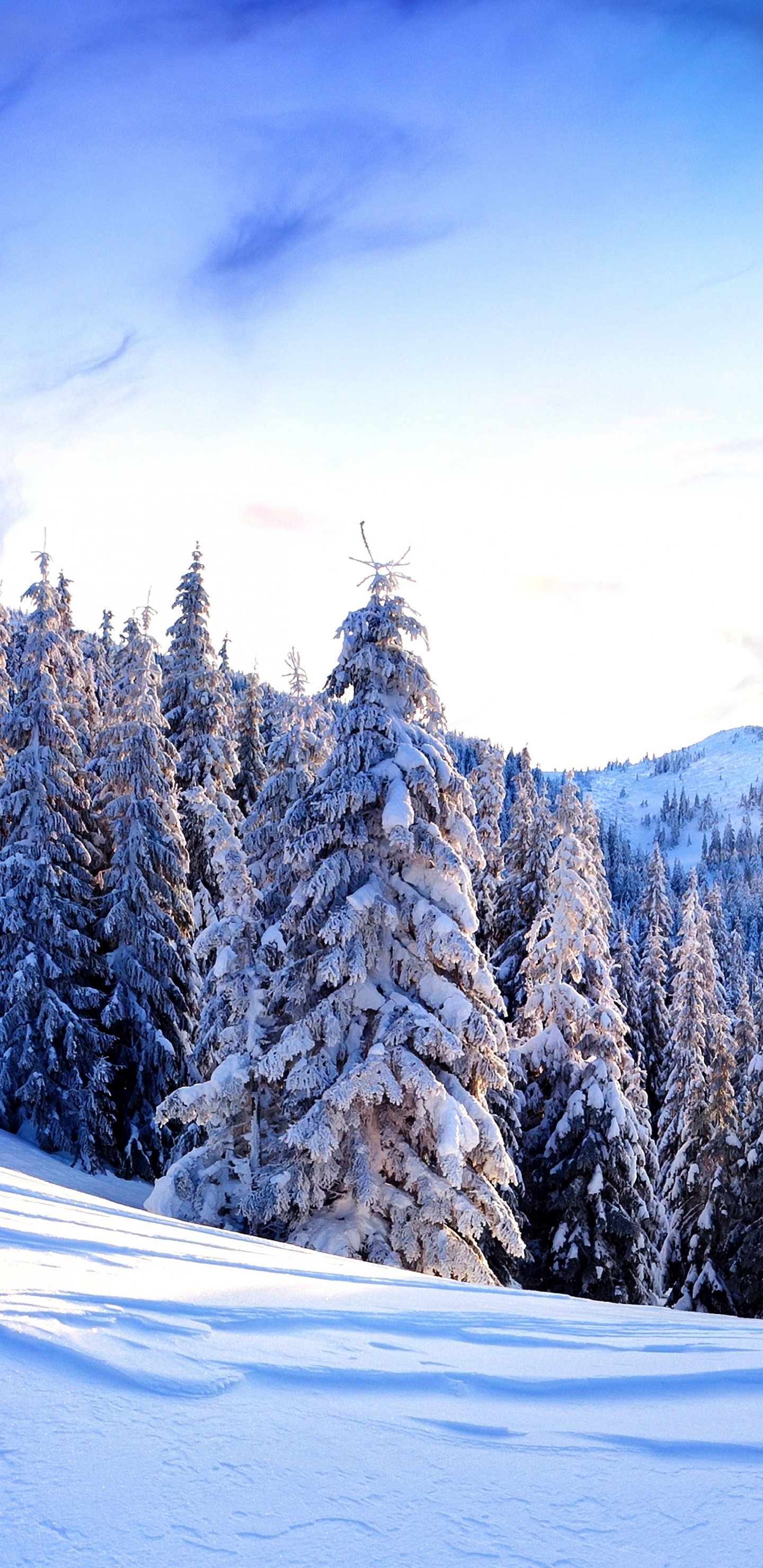 Pins et Montagnes Couverts de Neige Pendant la Journée. Wallpaper in 1440x2960 Resolution