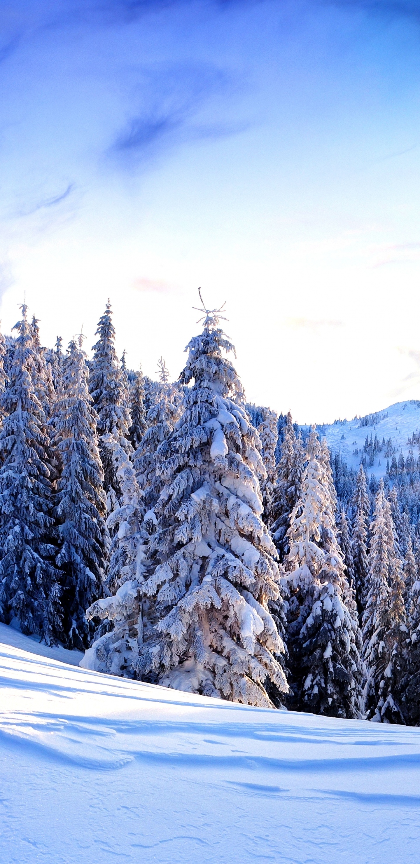 Snow Covered Pine Trees and Mountains During Daytime. Wallpaper in 1440x2960 Resolution