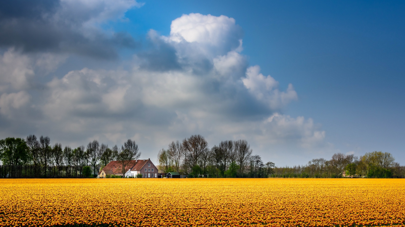 Maison Brune Sur Champ Jaune Sous un Ciel Nuageux Bleu et Blanc Pendant la Journée. Wallpaper in 1366x768 Resolution