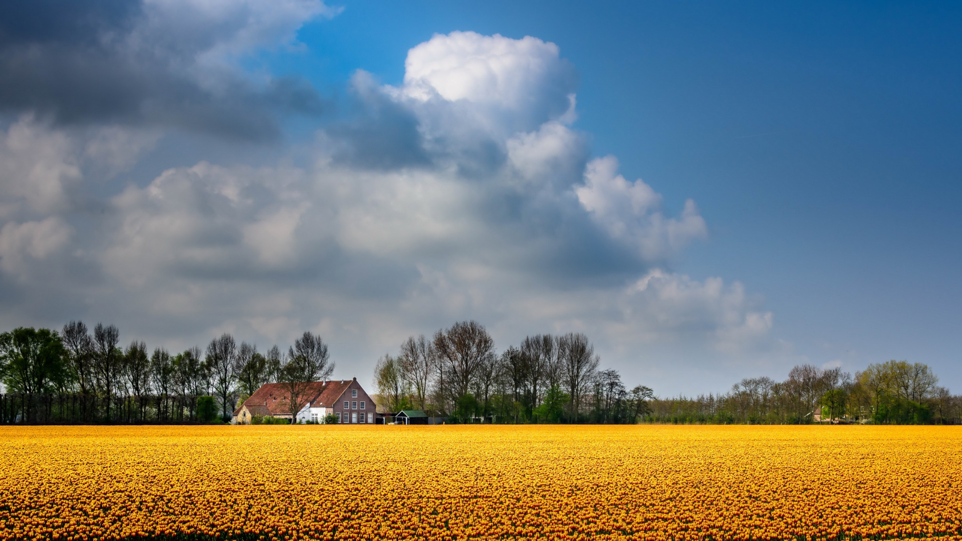 Maison Brune Sur Champ Jaune Sous un Ciel Nuageux Bleu et Blanc Pendant la Journée. Wallpaper in 1920x1080 Resolution
