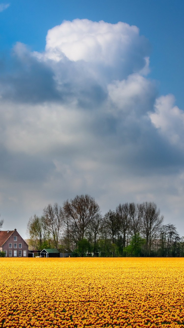 Maison Brune Sur Champ Jaune Sous un Ciel Nuageux Bleu et Blanc Pendant la Journée. Wallpaper in 750x1334 Resolution