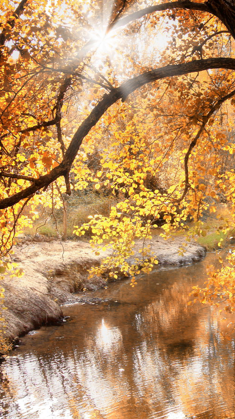 Gelbe Blattbäume in Der Nähe Des Flusses Tagsüber. Wallpaper in 750x1334 Resolution