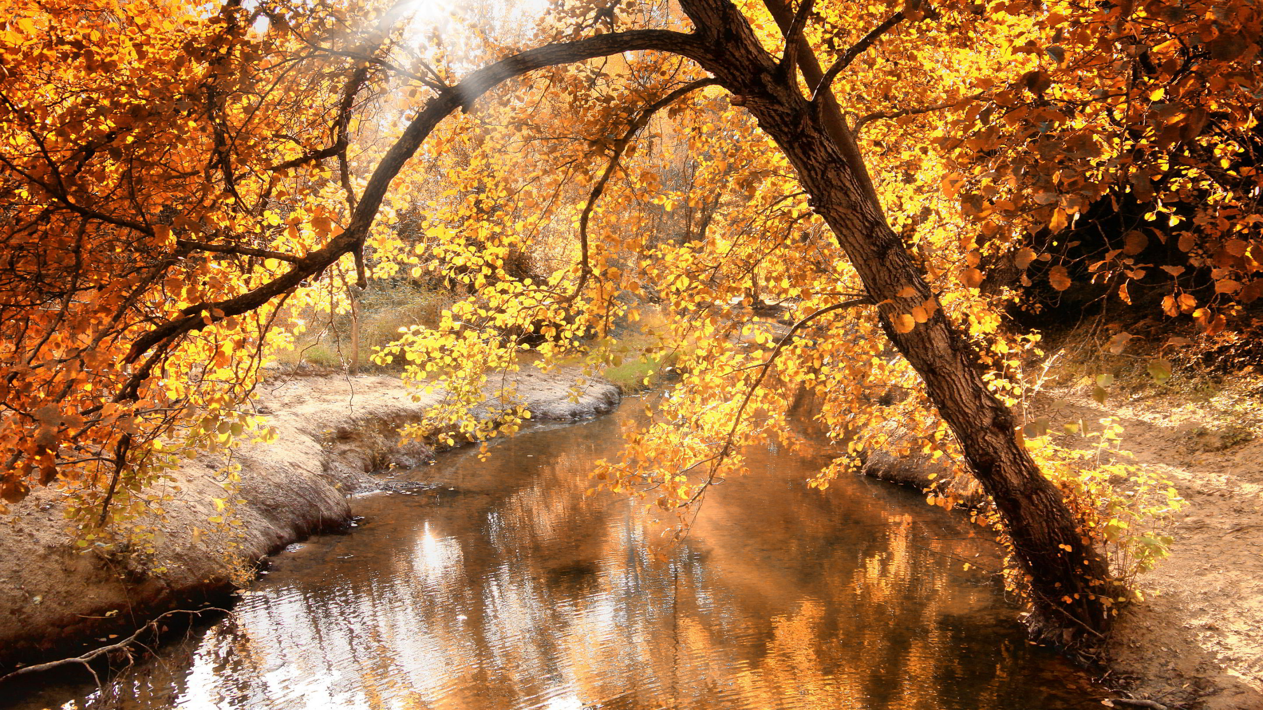 Arbres à Feuilles Jaunes Près de la Rivière Pendant la Journée. Wallpaper in 2560x1440 Resolution