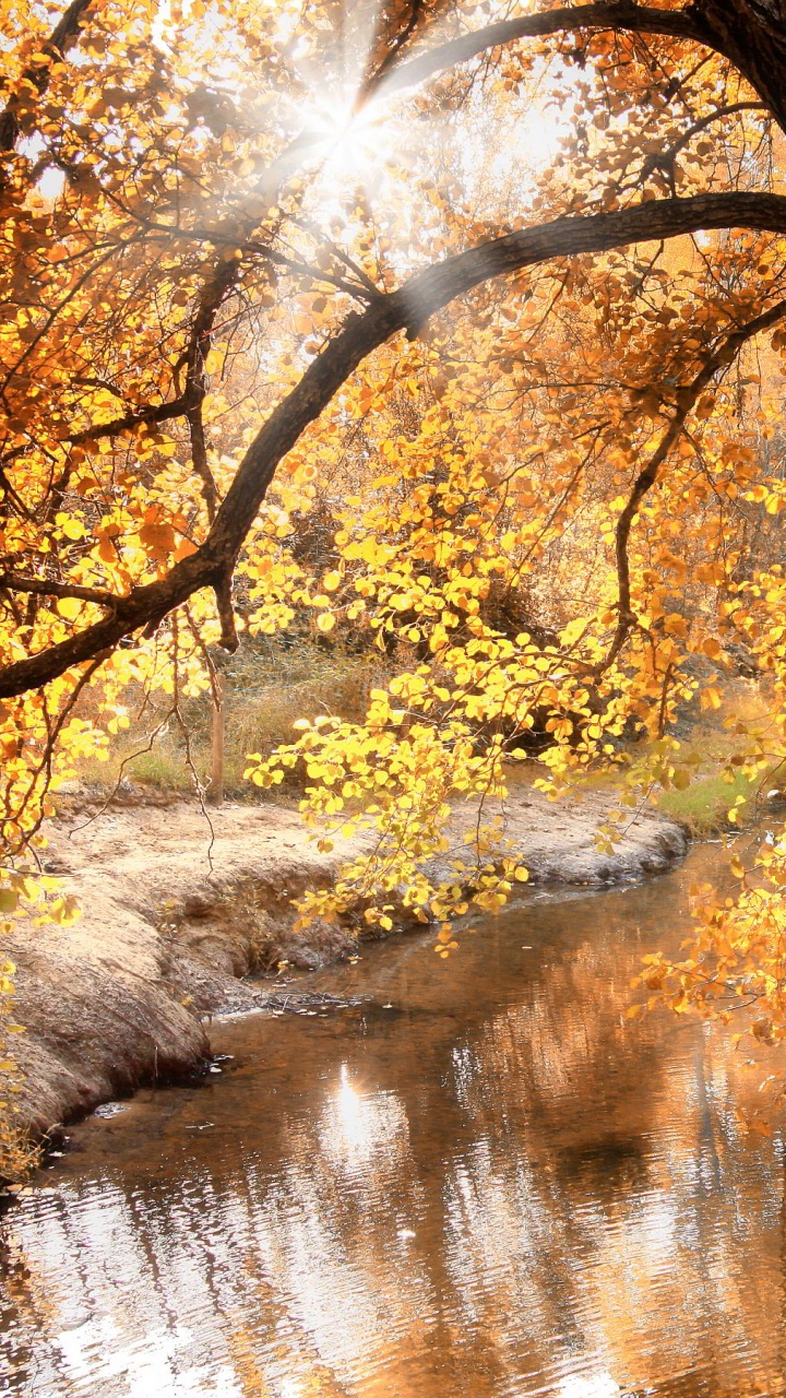 Arbres à Feuilles Jaunes Près de la Rivière Pendant la Journée. Wallpaper in 720x1280 Resolution
