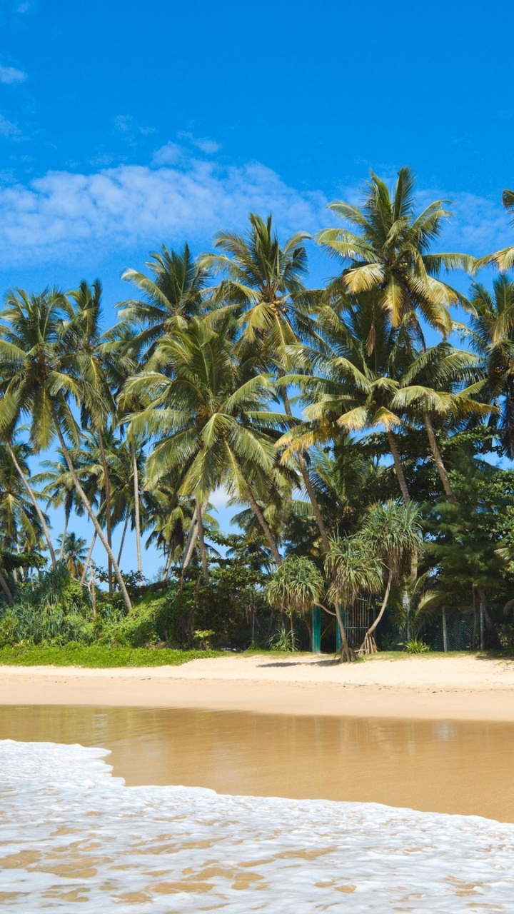 Green Palm Trees on Beach Shore During Daytime. Wallpaper in 720x1280 Resolution