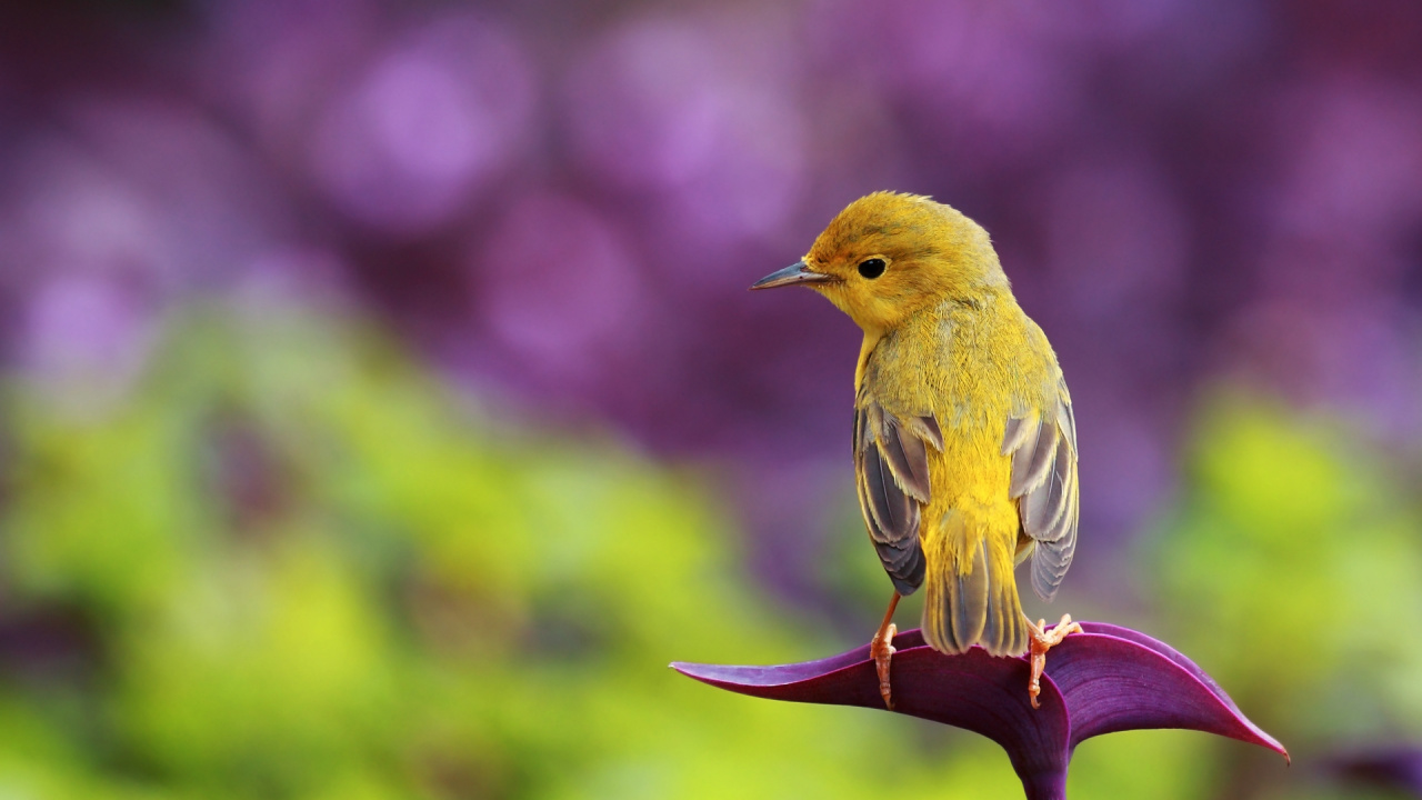 Yellow and Brown Bird on Brown Tree Branch. Wallpaper in 1280x720 Resolution