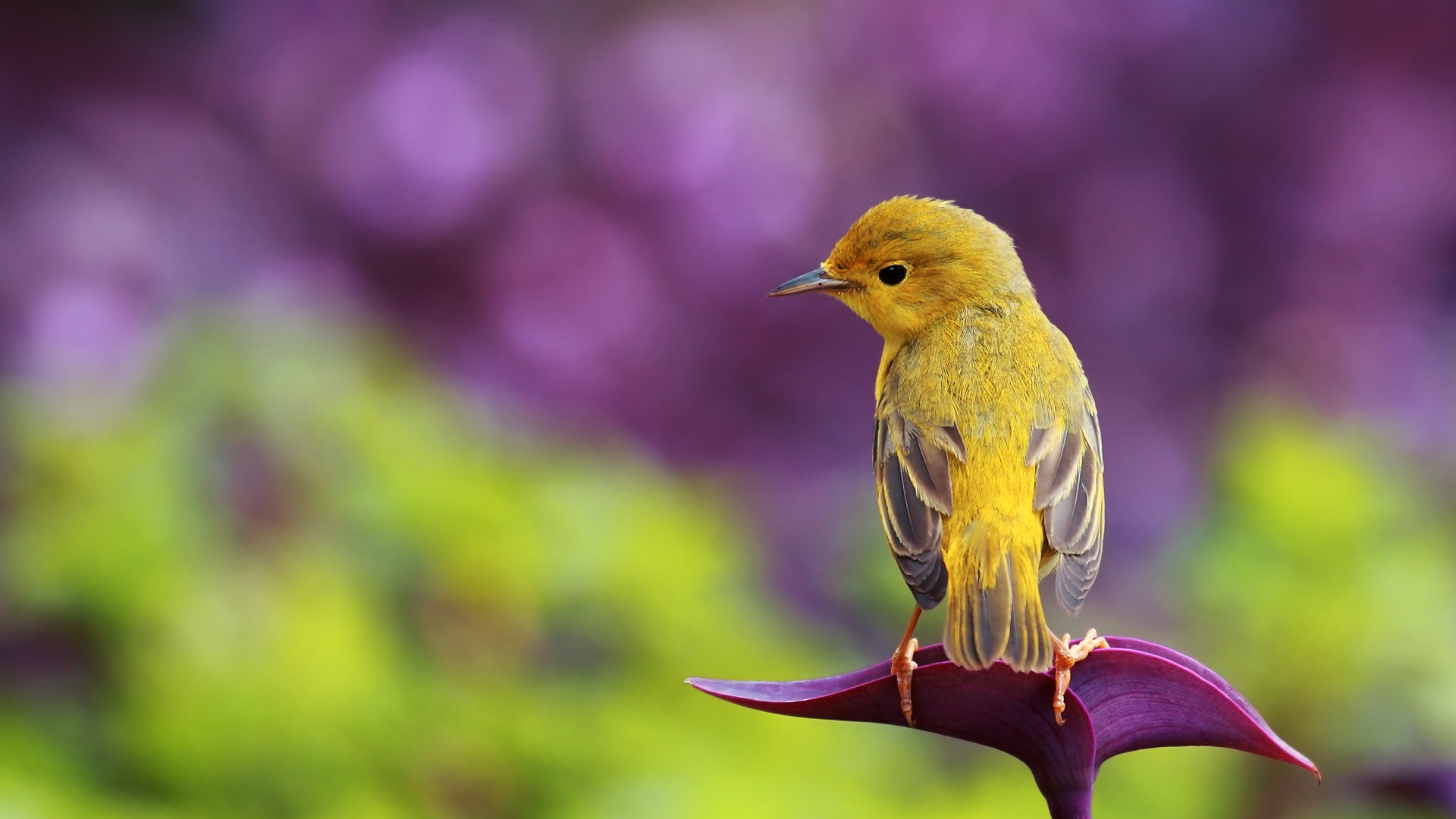 Oiseau Jaune et Marron Sur Une Branche D'arbre Marron. Wallpaper in 1920x1080 Resolution