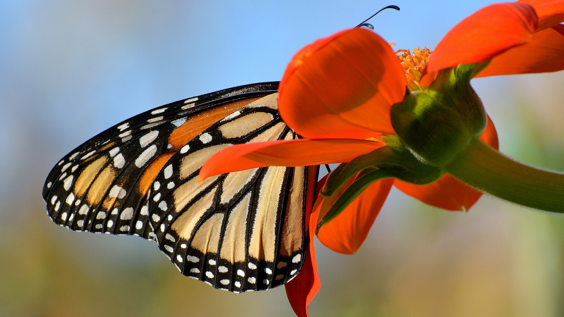 Monarch Butterfly Perched on Red Flower in Close up Photography During Daytime. Wallpaper in 1920x1080 Resolution