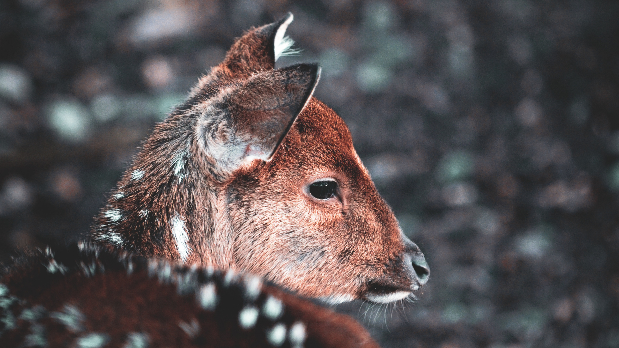 Brown and Black Giraffe in Close up Photography. Wallpaper in 2560x1440 Resolution
