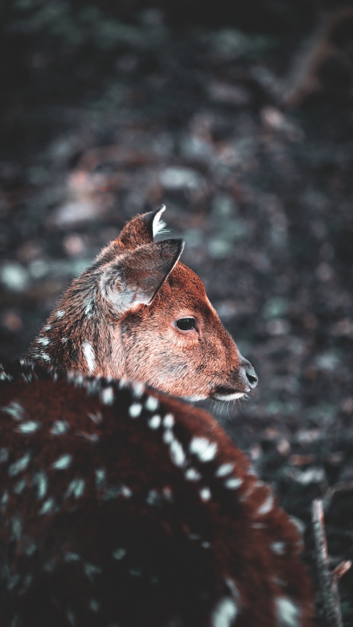 Brown and Black Giraffe in Close up Photography. Wallpaper in 720x1280 Resolution