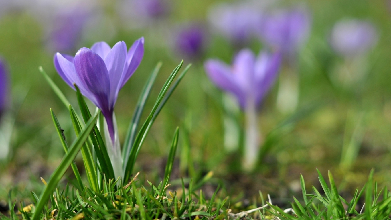 Purple Crocus Flowers in Bloom During Daytime. Wallpaper in 1366x768 Resolution
