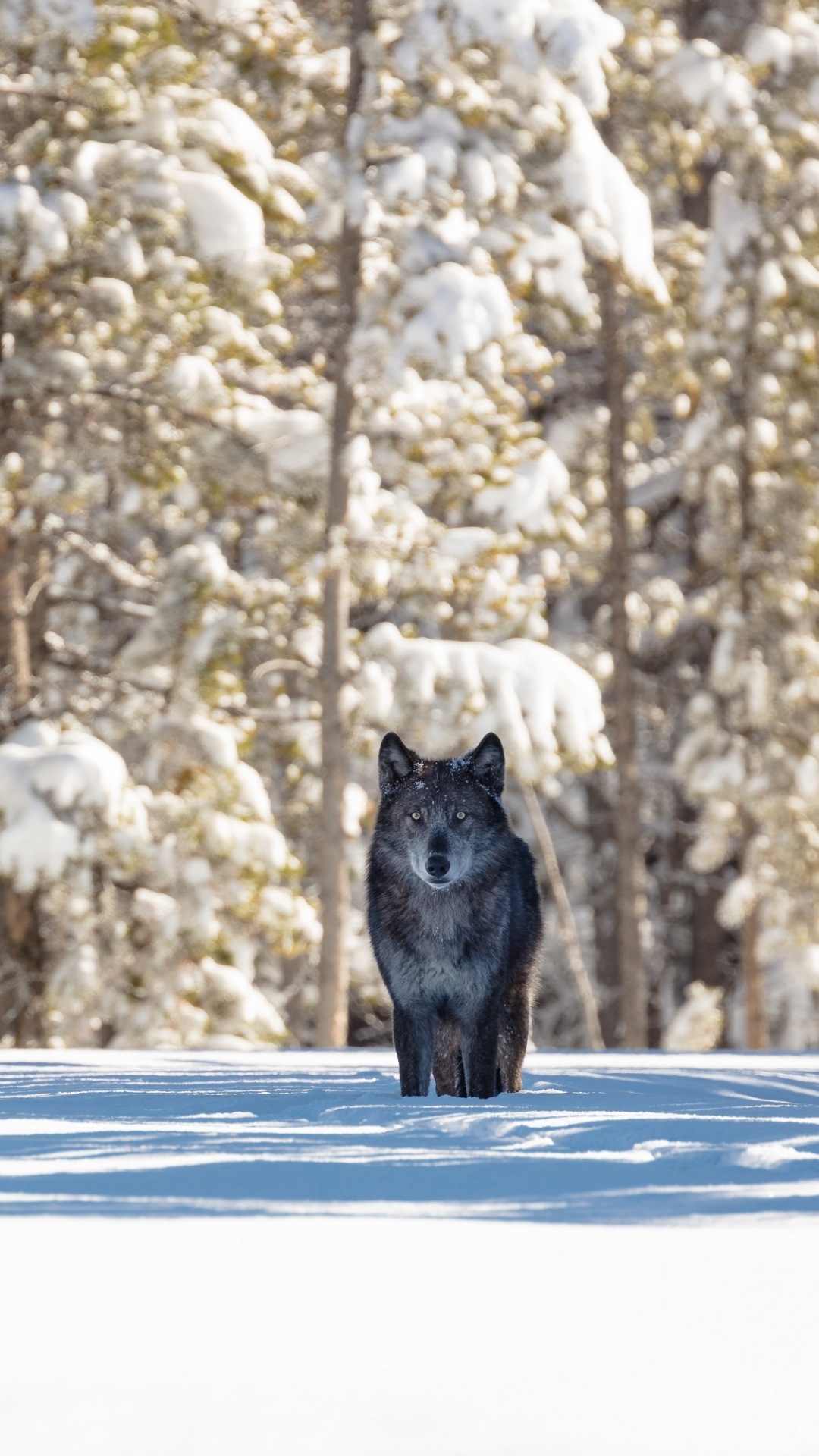 Schwarze Katze Auf Schneebedecktem Boden. Wallpaper in 1080x1920 Resolution