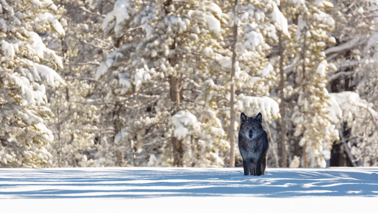 Black Cat on Snow Covered Ground. Wallpaper in 1280x720 Resolution