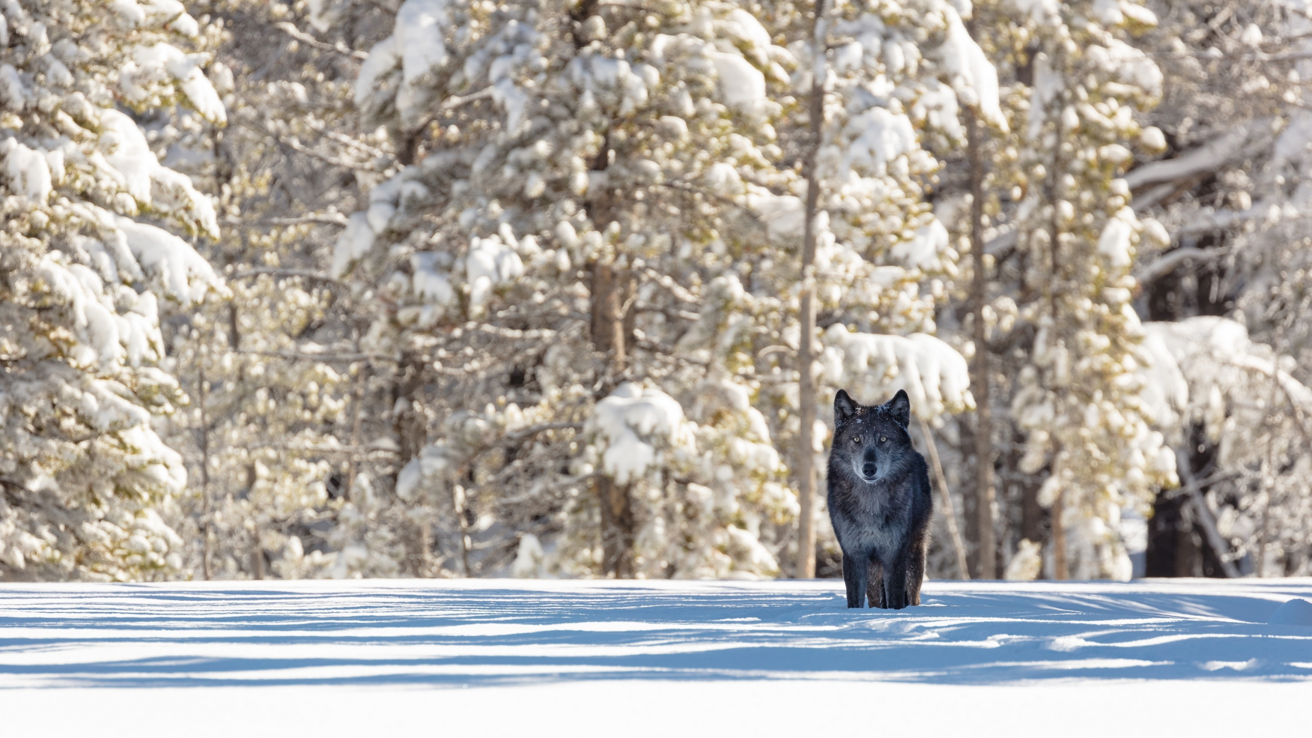 Black Cat on Snow Covered Ground. Wallpaper in 2560x1440 Resolution