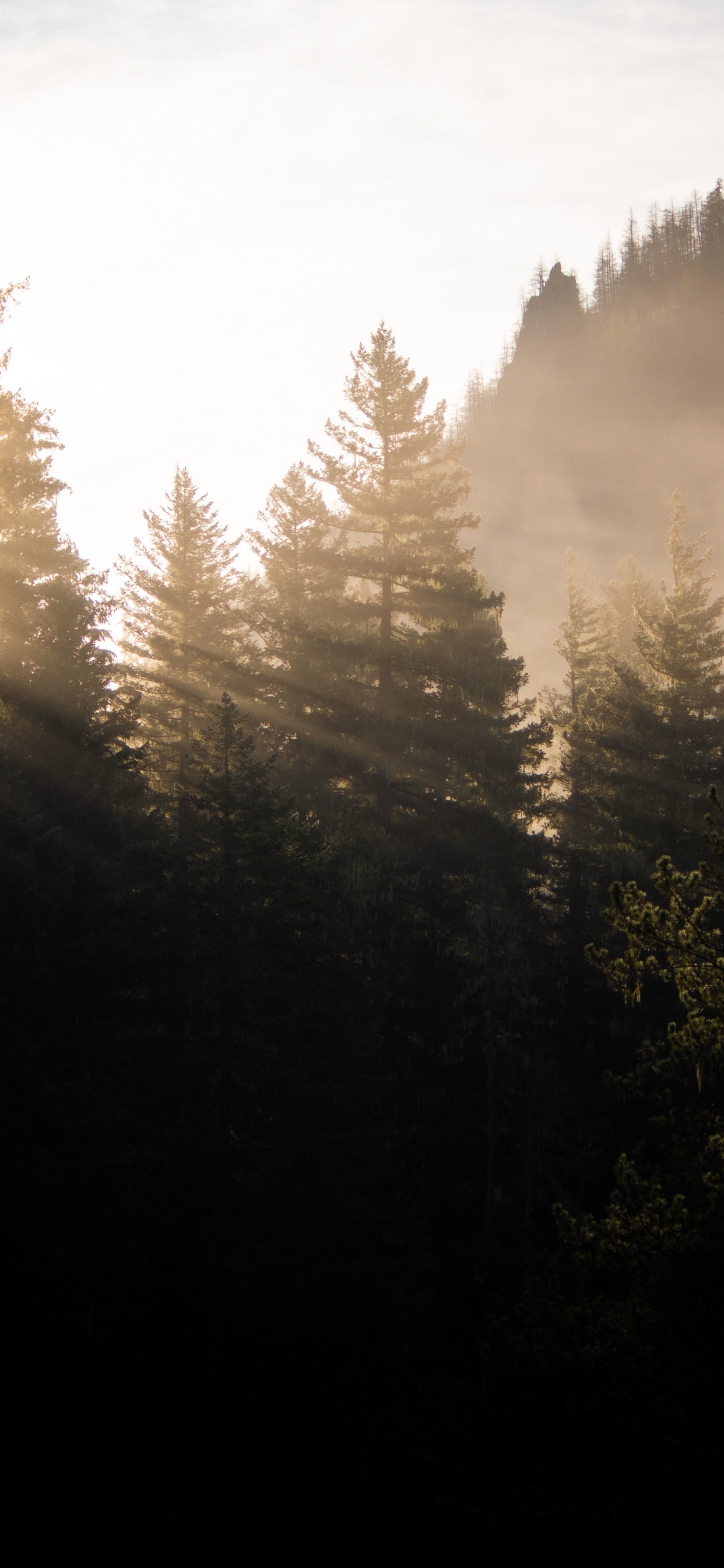 la Luz Del Sol, Alerce, Entorno Natural, Mañana, Luz. Wallpaper in 1242x2688 Resolution