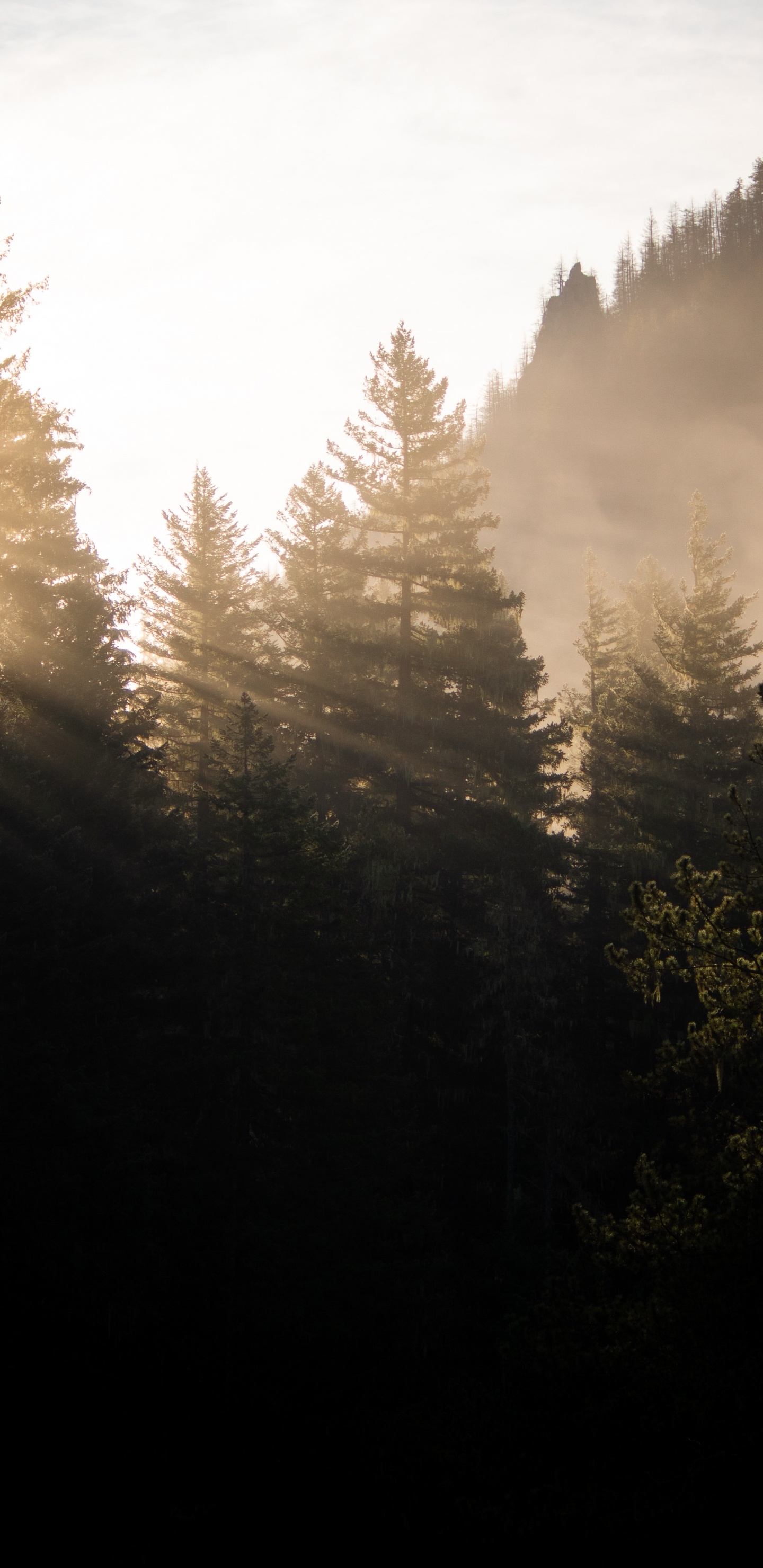 la Luz Del Sol, Alerce, Entorno Natural, Mañana, Luz. Wallpaper in 1440x2960 Resolution