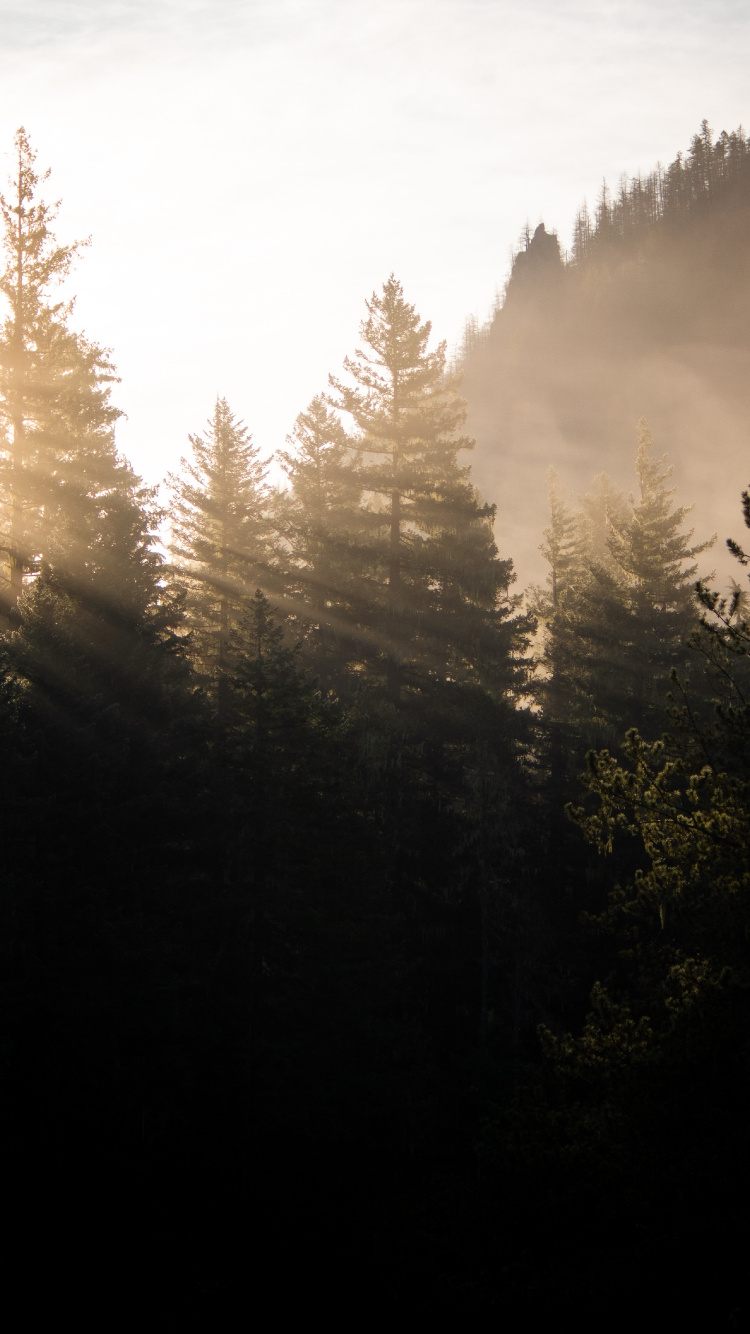 la Luz Del Sol, Alerce, Entorno Natural, Mañana, Luz. Wallpaper in 750x1334 Resolution