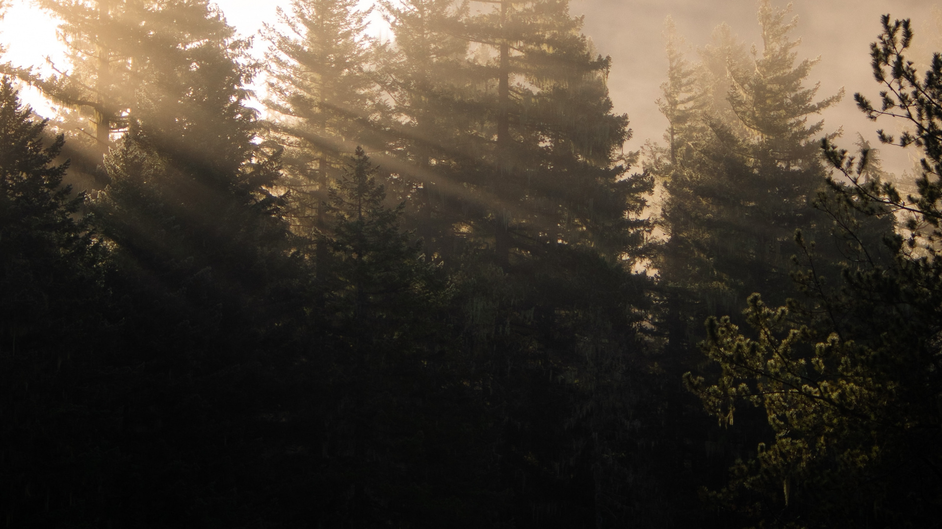 Sonnenlicht, Lärche, Fir, Natürlichen Umgebung, Morgen. Wallpaper in 1920x1080 Resolution