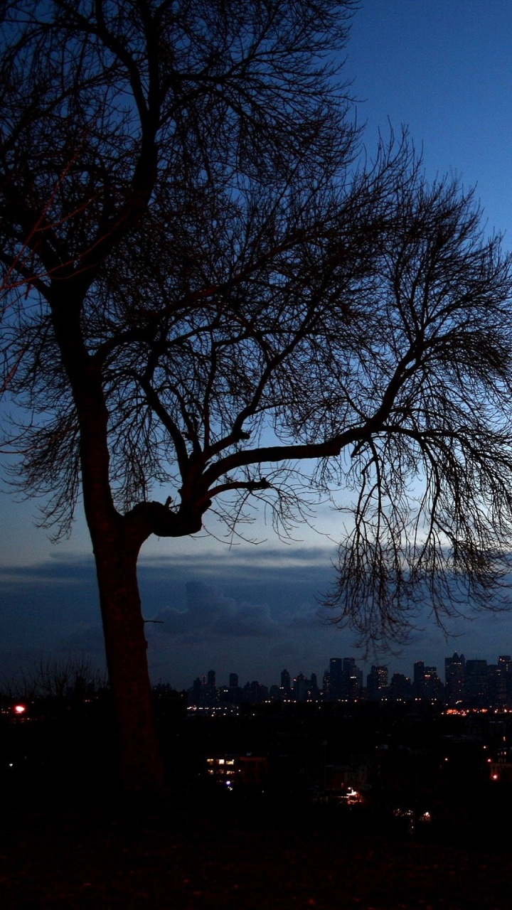 Silhouette Von Bäumen Bei Sonnenuntergang. Wallpaper in 720x1280 Resolution