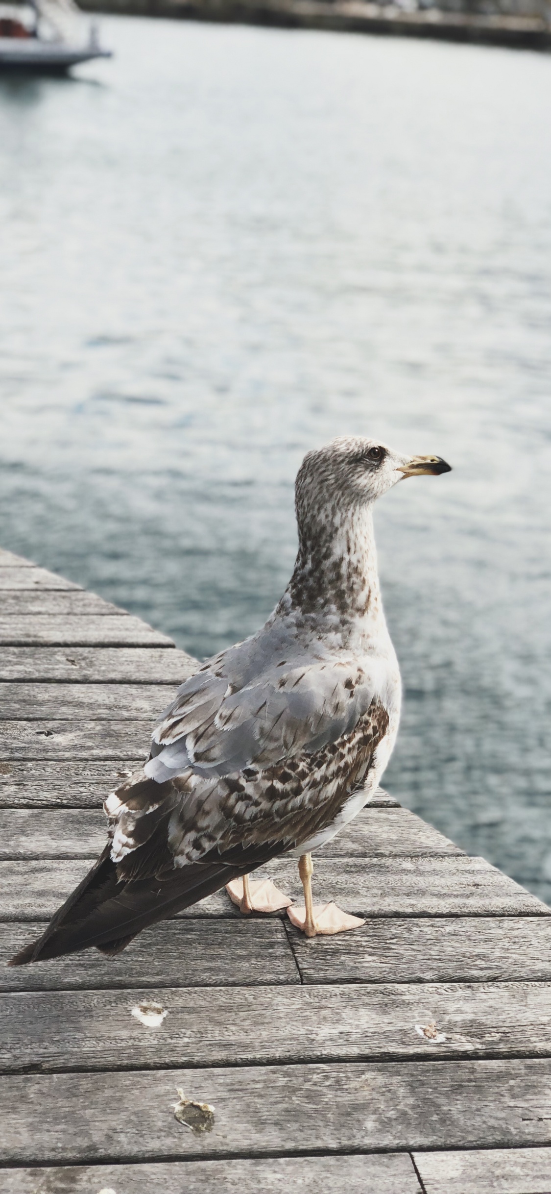 Agua, Aves Playeras, Gaviota, Europea de la Gaviota, Madera. Wallpaper in 1125x2436 Resolution