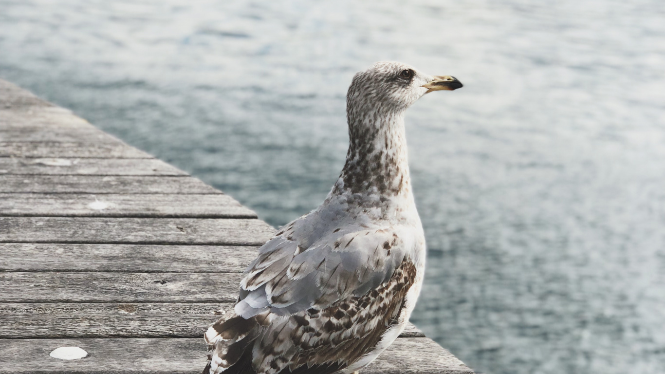 Agua, Aves Playeras, Gaviota, Europea de la Gaviota, Madera. Wallpaper in 1366x768 Resolution