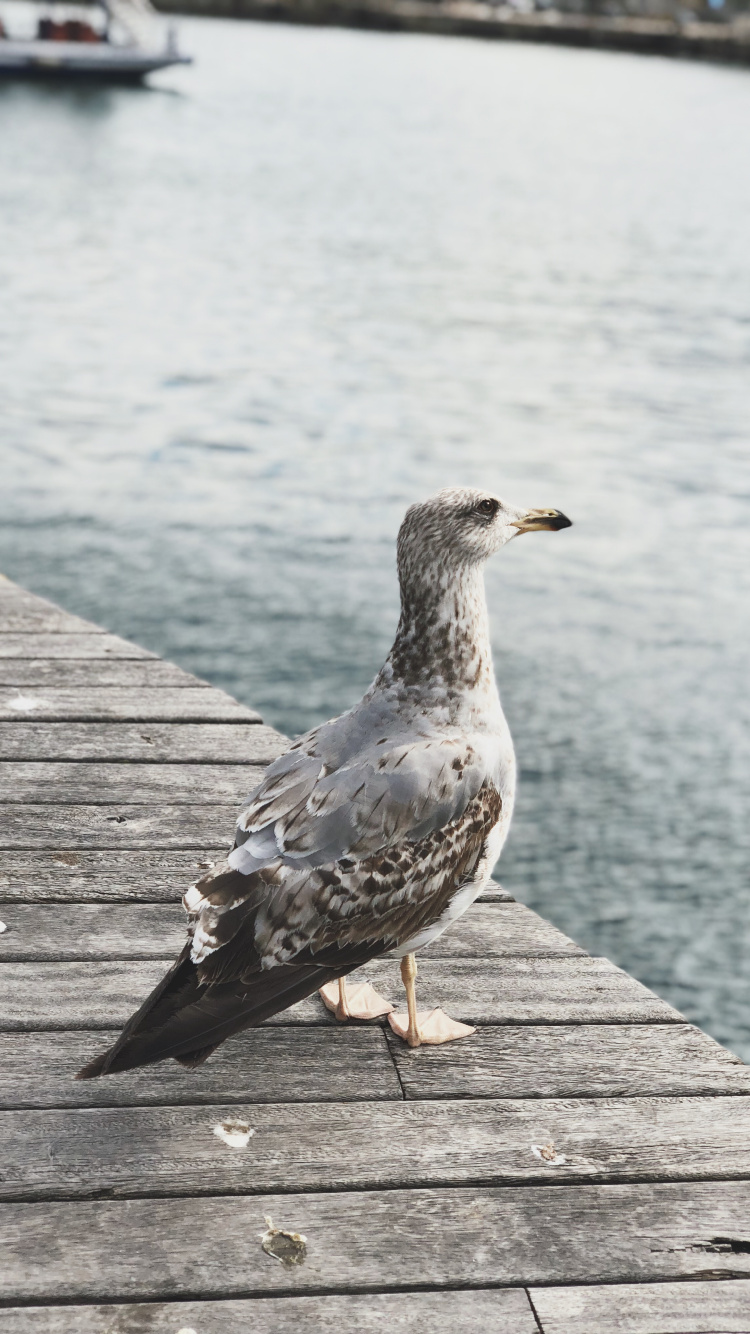 Eau, Oiseaux de Rivage, Mouette, Européenne de Goéland, Oiseau. Wallpaper in 750x1334 Resolution