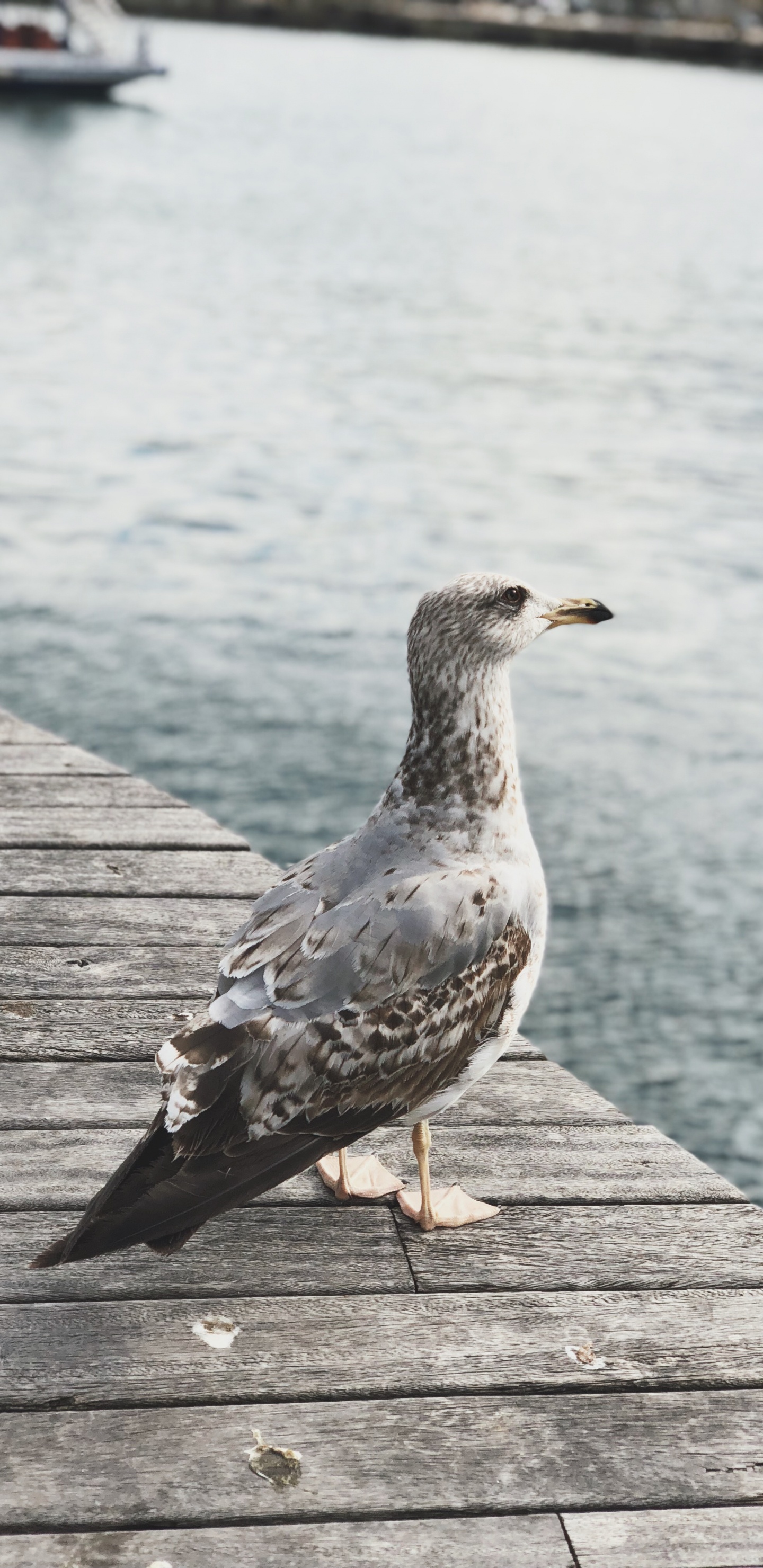 Water, Shorebirds, Gull, European Herring Gull, Wood. Wallpaper in 1440x2960 Resolution