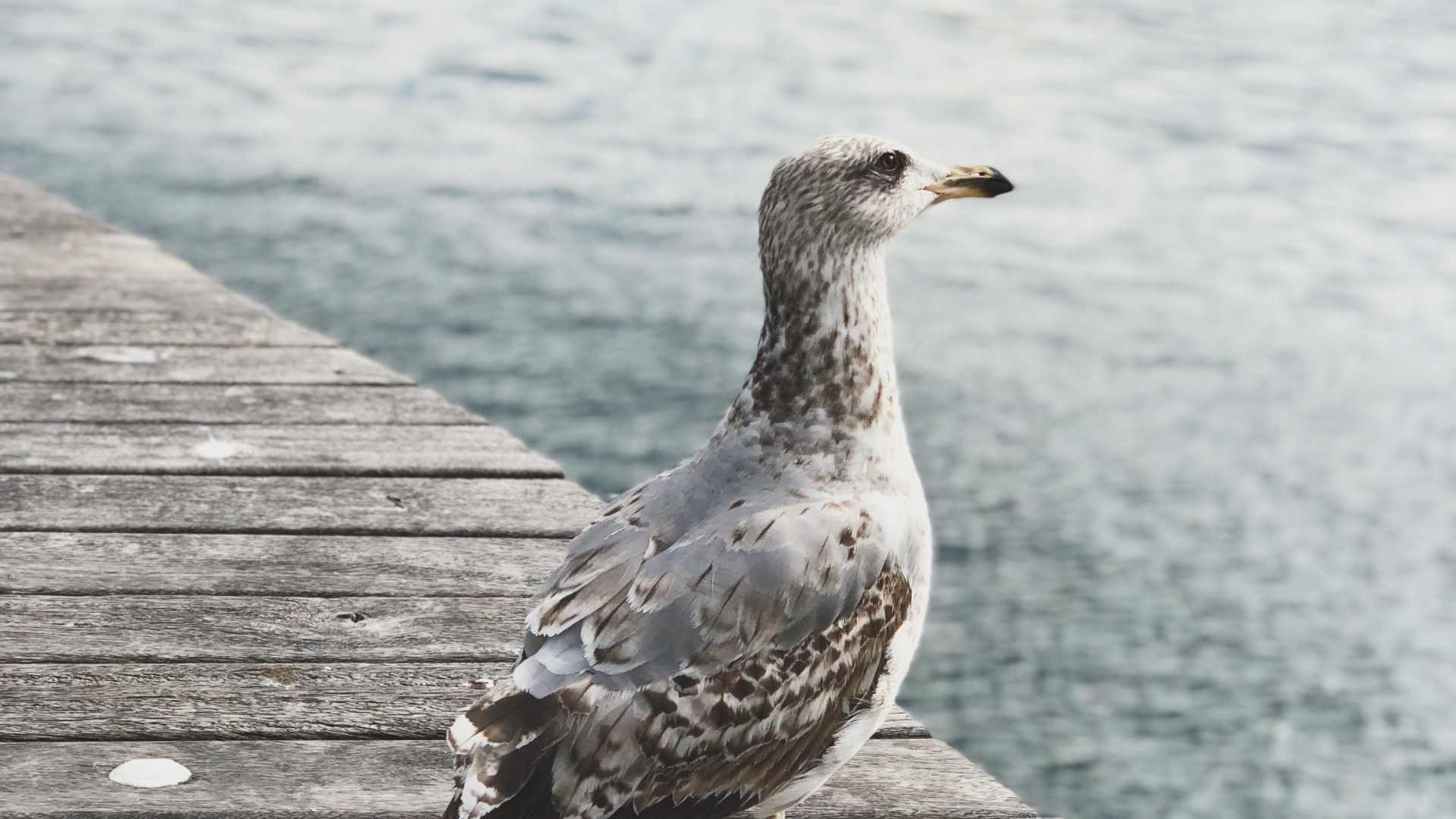 Water, Shorebirds, Gull, European Herring Gull, Wood. Wallpaper in 1920x1080 Resolution