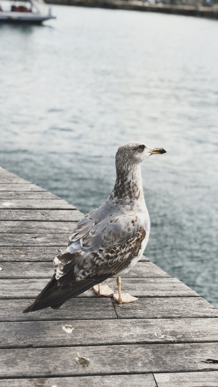 Water, Shorebirds, Gull, European Herring Gull, Wood. Wallpaper in 720x1280 Resolution