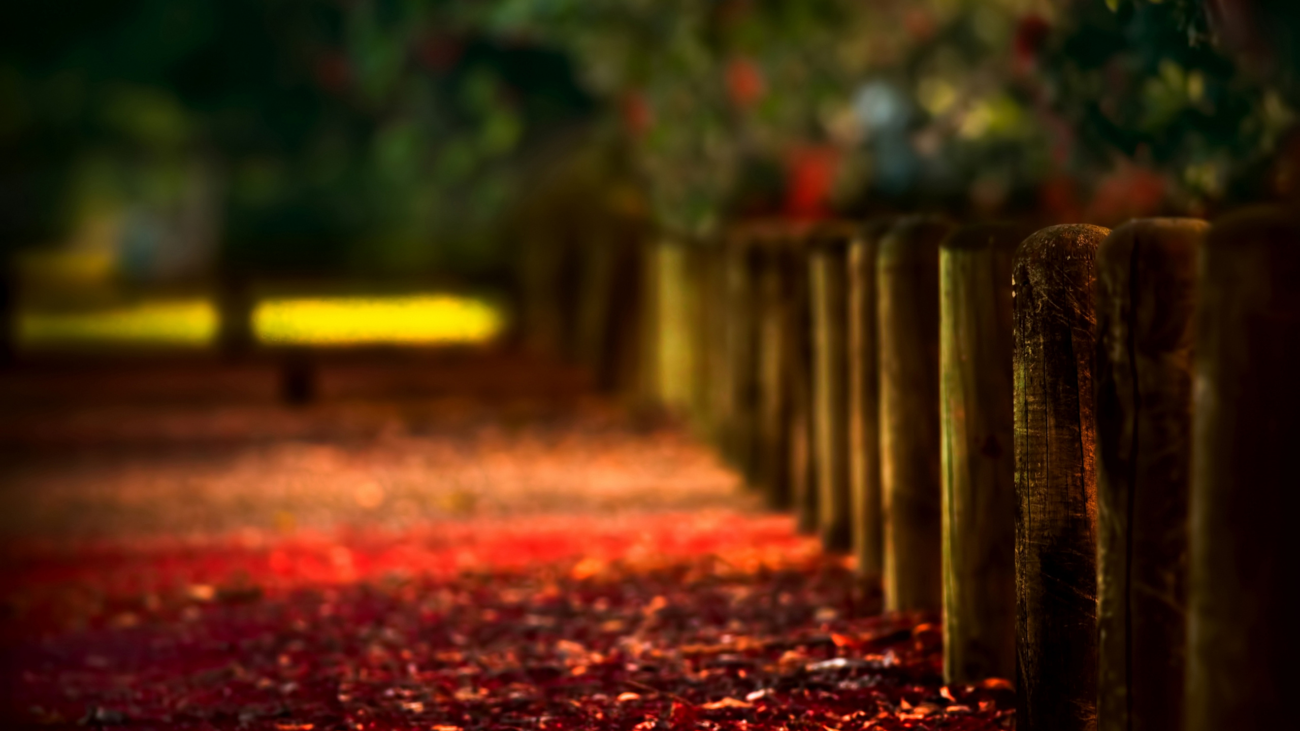 Feuilles Rouges et Jaunes au Sol. Wallpaper in 2560x1440 Resolution