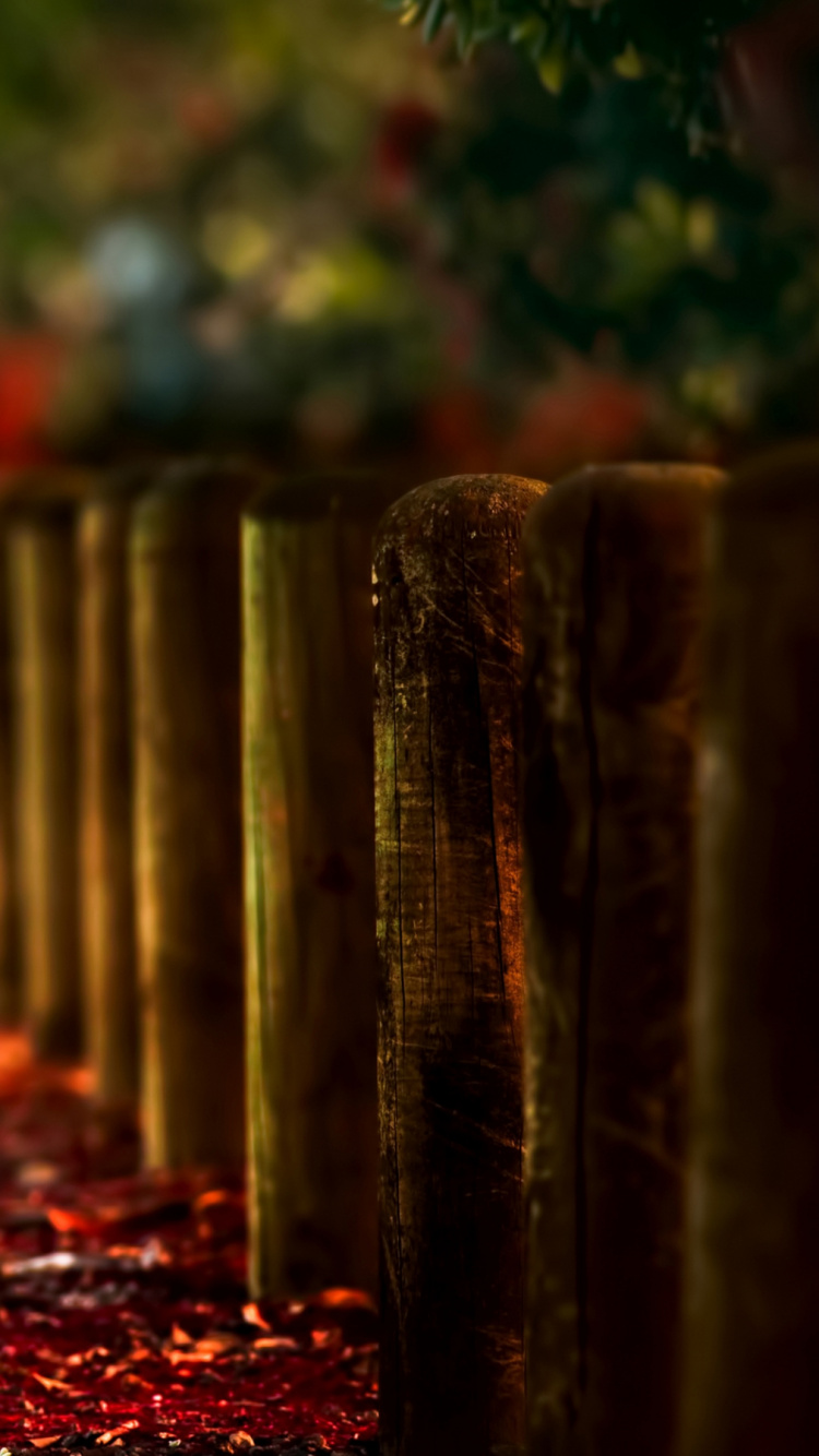 Feuilles Rouges et Jaunes au Sol. Wallpaper in 750x1334 Resolution