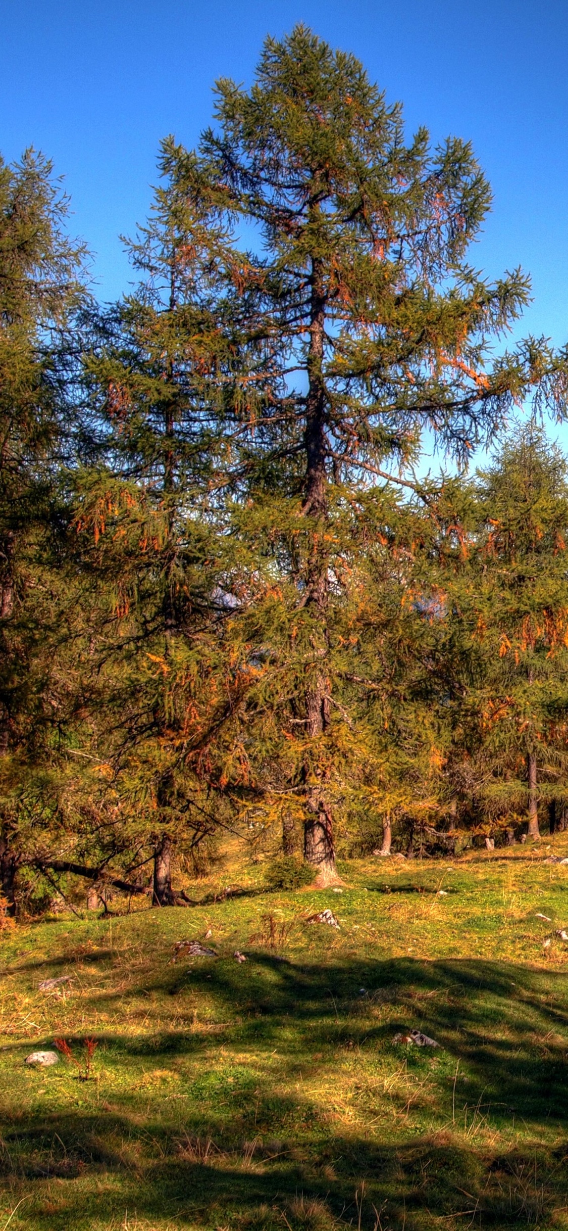 Tagsüber Grüne Und Braune Bäume Unter Blauem Himmel. Wallpaper in 1125x2436 Resolution
