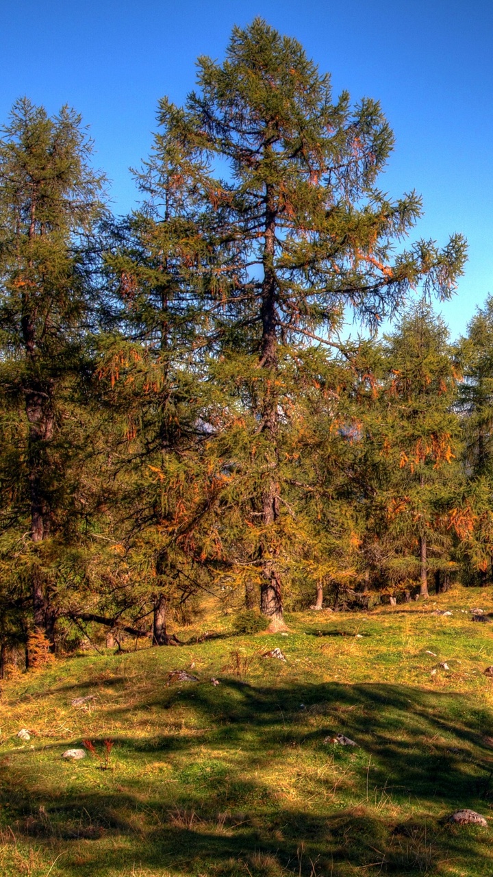Tagsüber Grüne Und Braune Bäume Unter Blauem Himmel. Wallpaper in 720x1280 Resolution