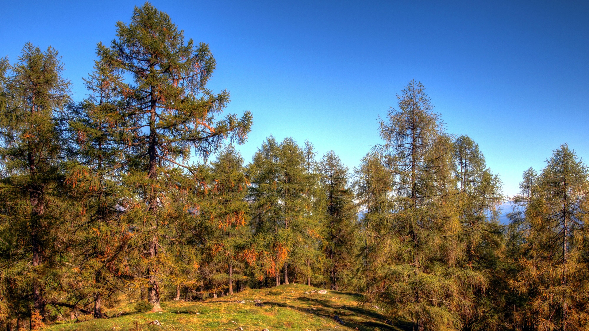 Árboles Verdes y Marrones Bajo un Cielo Azul Durante el Día. Wallpaper in 1920x1080 Resolution