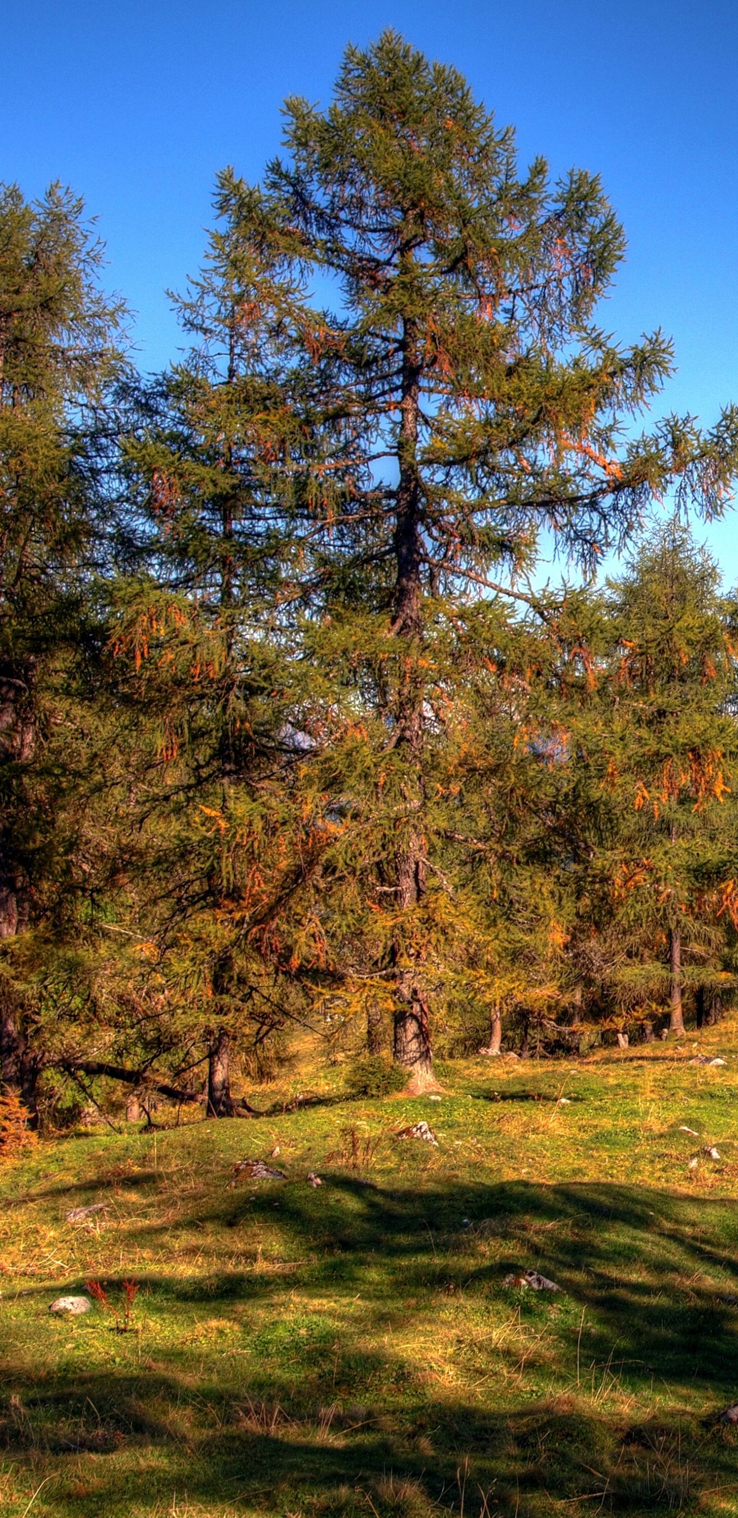 性质, 荒野, 温带针叶林, 生态系统, 植被 壁纸 1440x2960 允许