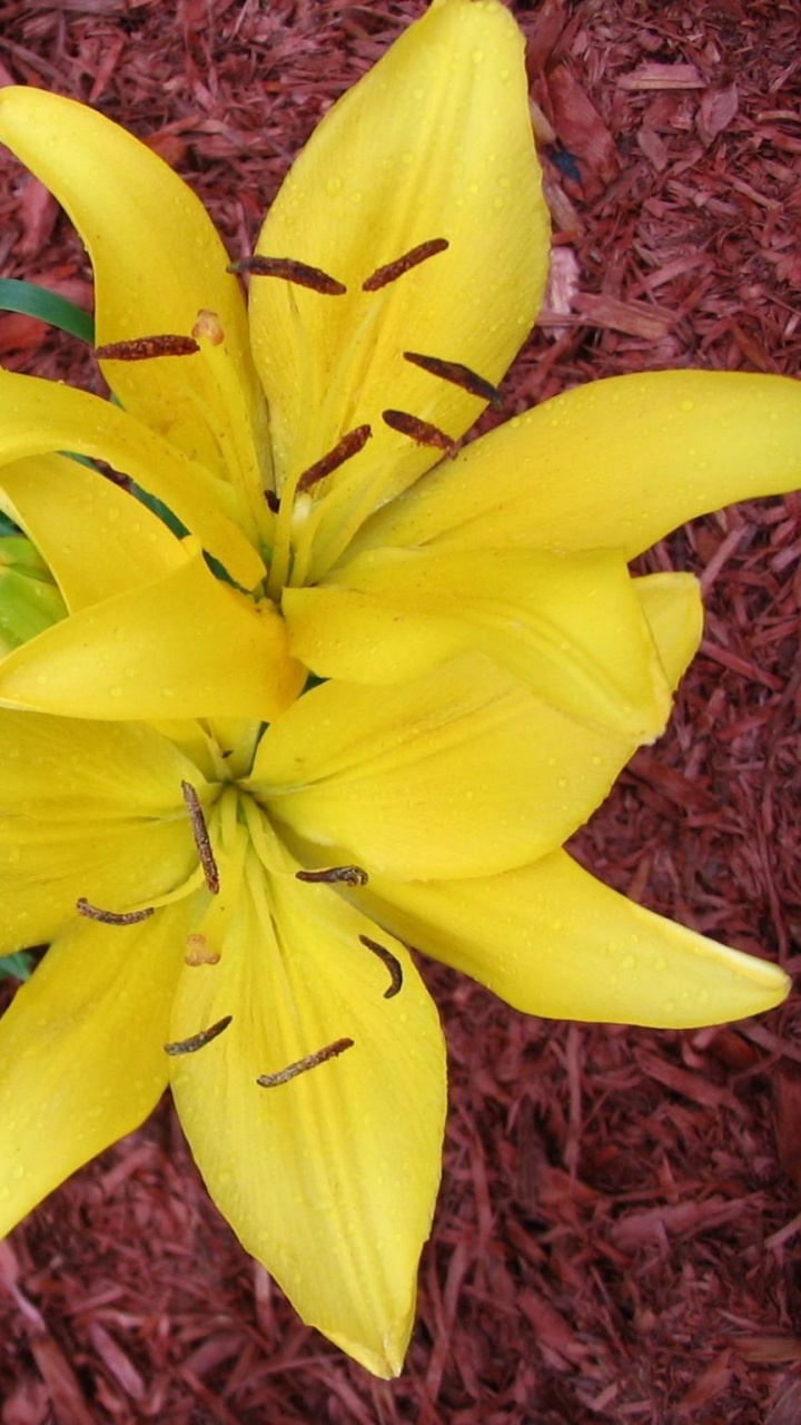 Yellow Daffodils in Bloom During Daytime. Wallpaper in 720x1280 Resolution