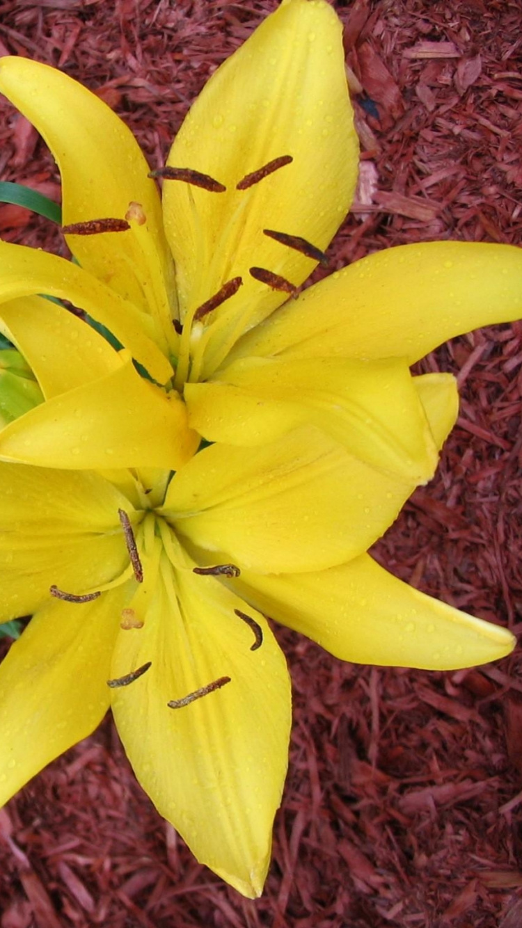 Yellow Daffodils in Bloom During Daytime. Wallpaper in 750x1334 Resolution
