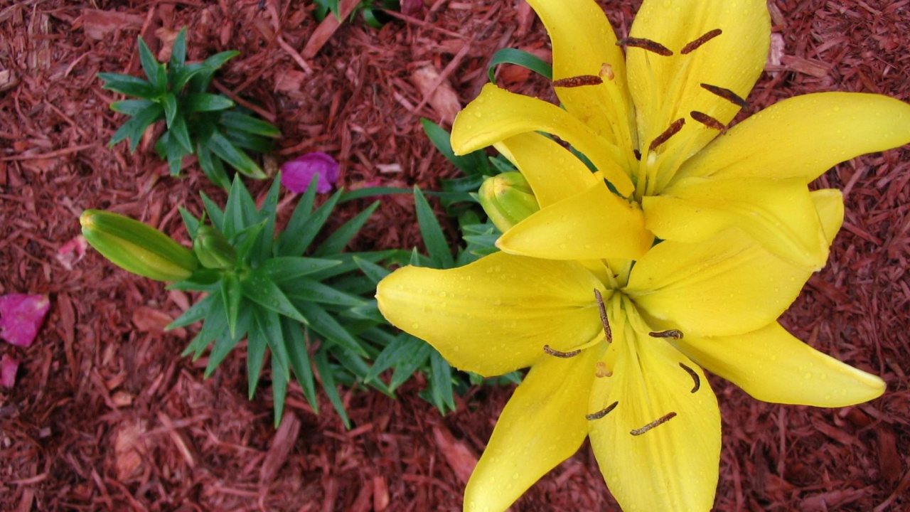 莉莉, 显花植物, 黄色的, 莉莉家, 野花 壁纸 1280x720 允许