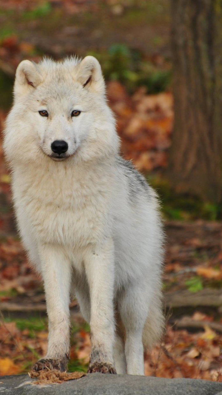 Lobo Blanco Caminando Sobre Hojas Secas Marrones Durante el Día. Wallpaper in 720x1280 Resolution