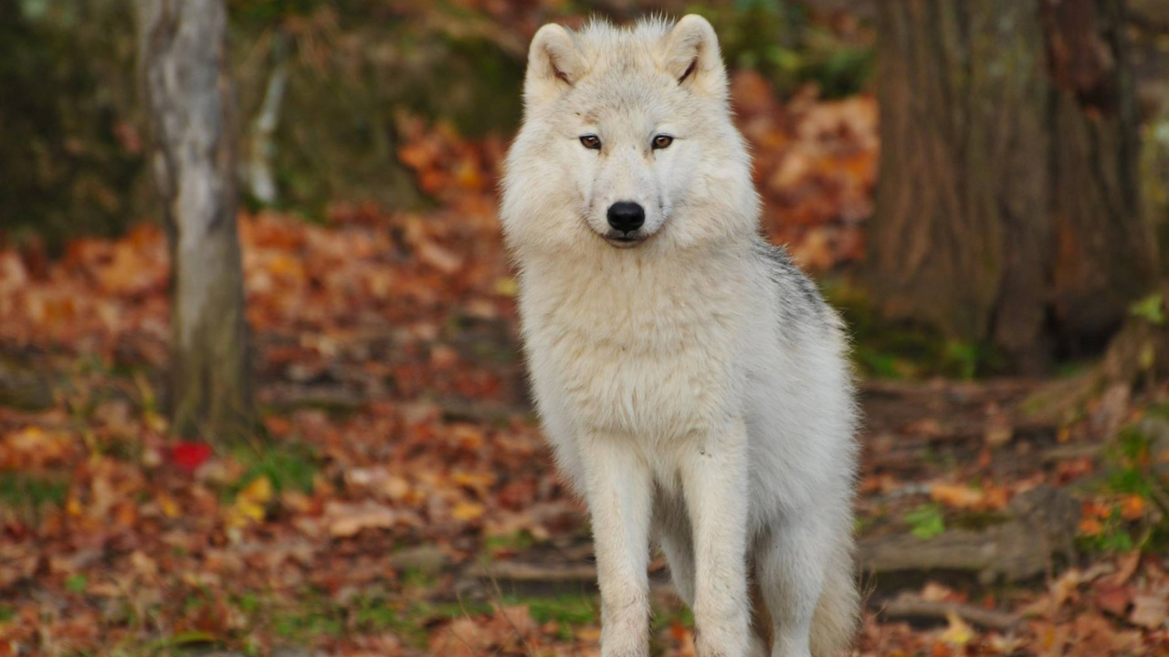 Weißer Wolf, Der Tagsüber Auf Braunen Getrockneten Blättern Läuft Walking. Wallpaper in 1280x720 Resolution