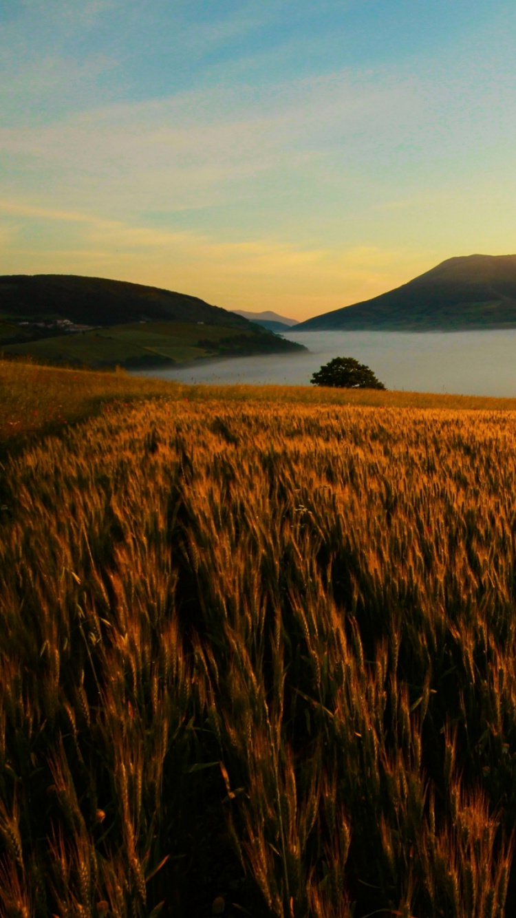 Brown Grass Field During Daytime. Wallpaper in 750x1334 Resolution