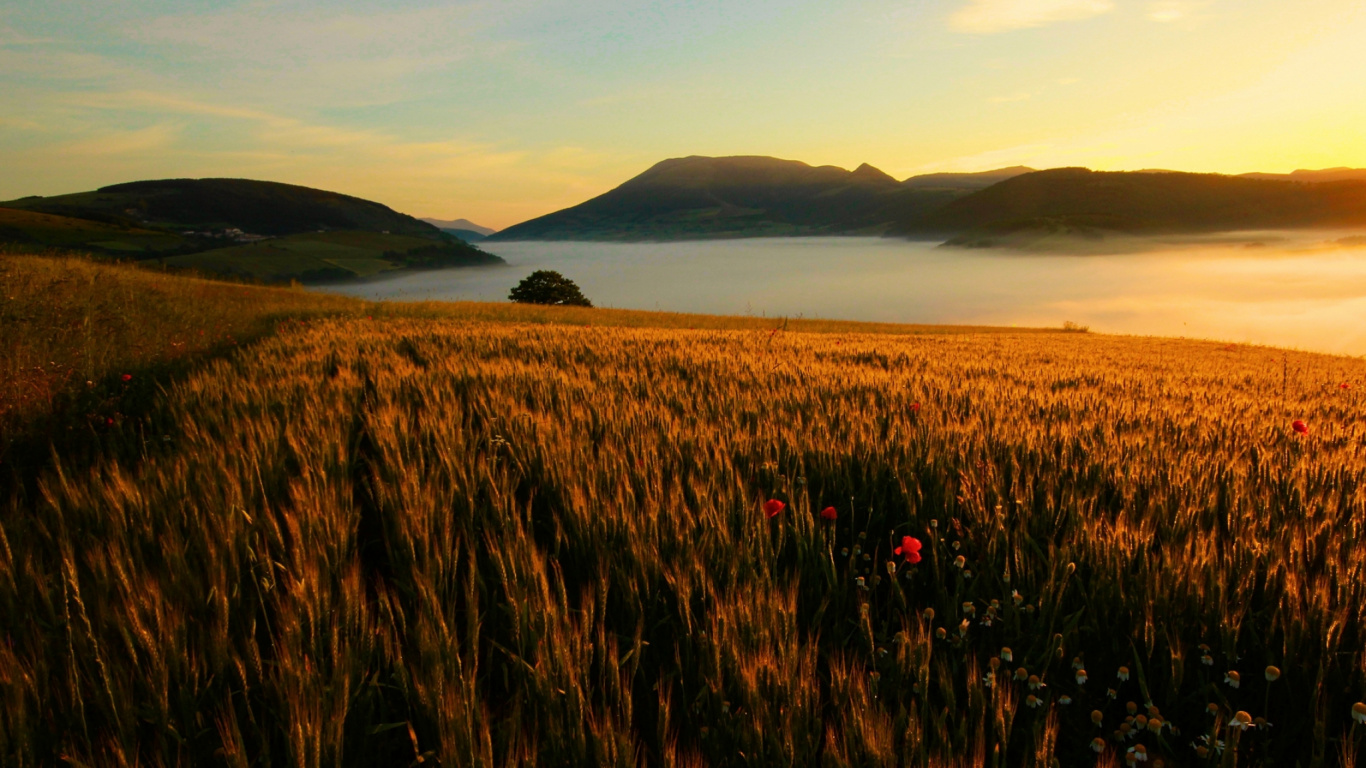 Campo de Hierba Marrón Durante el Día. Wallpaper in 1366x768 Resolution