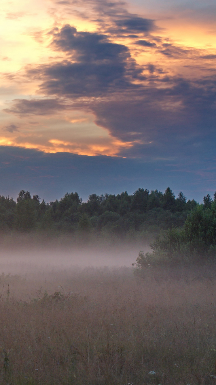 Green Grass Field Near Body of Water During Sunset. Wallpaper in 750x1334 Resolution