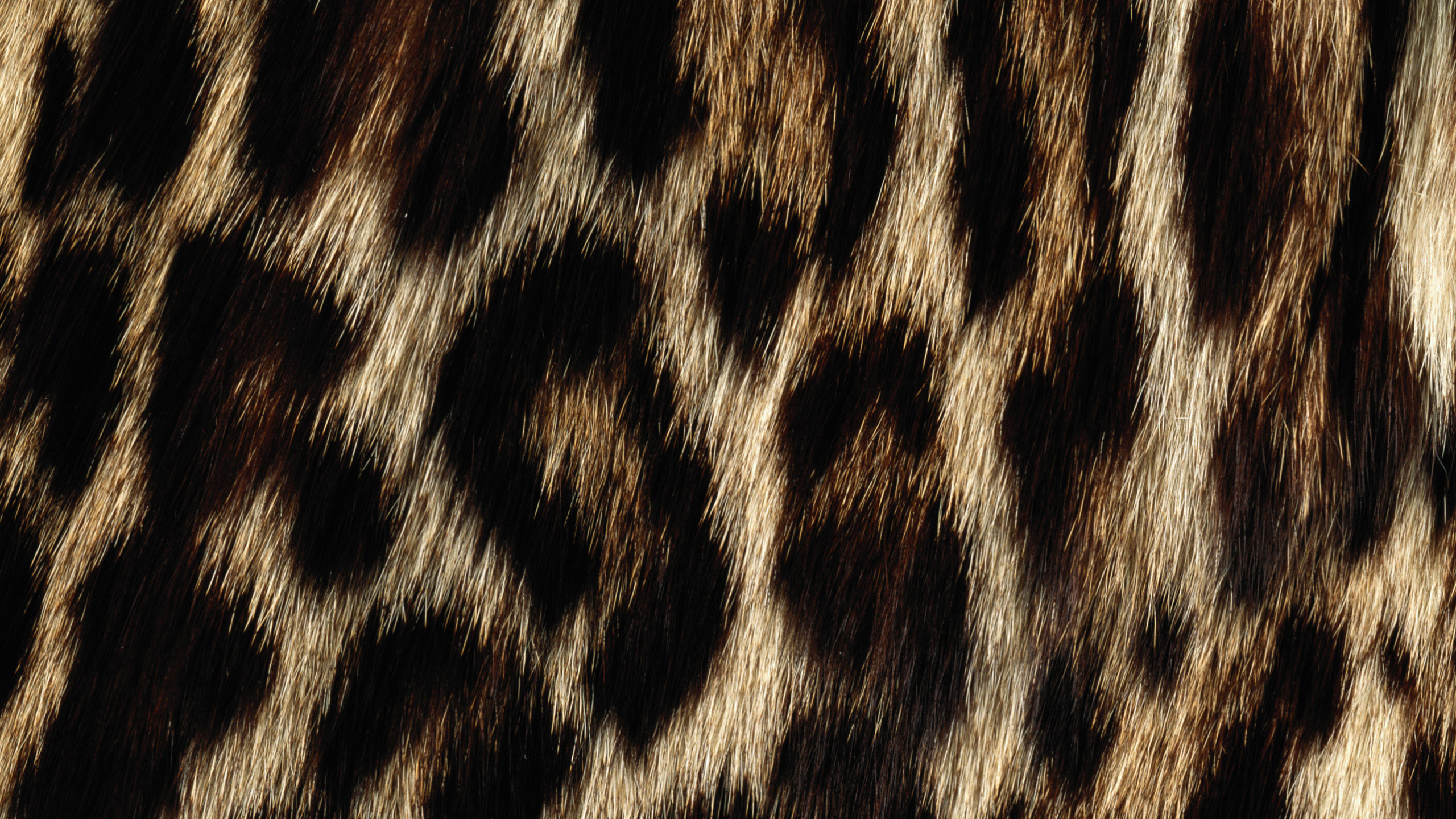 Textile Léopard Noir et Blanc. Wallpaper in 2560x1440 Resolution