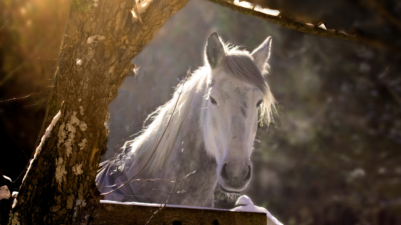 Caballo Blanco en Jaula Marrón. Wallpaper in 1366x768 Resolution