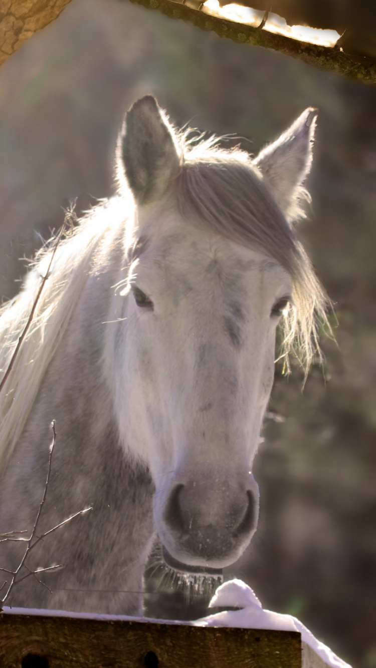 Caballo Blanco en Jaula Marrón. Wallpaper in 750x1334 Resolution
